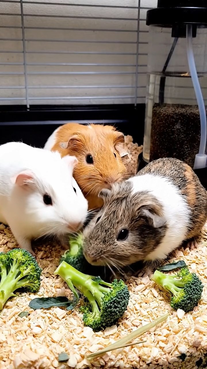 652. Realistic scene of 2 smooth-haired Californian guinea pigs with Orange and Black fur, dressed as tailors in tiny vests, sewing miniature vests in a guinea pig atelier with colorful fabrics and hay mannequins, under warm lamplight, enhancing the lifelike, creative atmosphere.