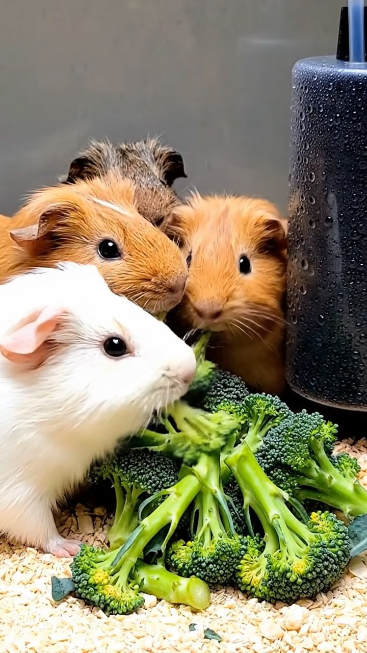 652. Realistic scene of 2 smooth-haired Californian guinea pigs with Orange and Black fur, dressed as tailors in tiny vests, sewing miniature vests in a guinea pig atelier with colorful fabrics and hay mannequins, under warm lamplight, enhancing the lifelike, creative atmosphere.