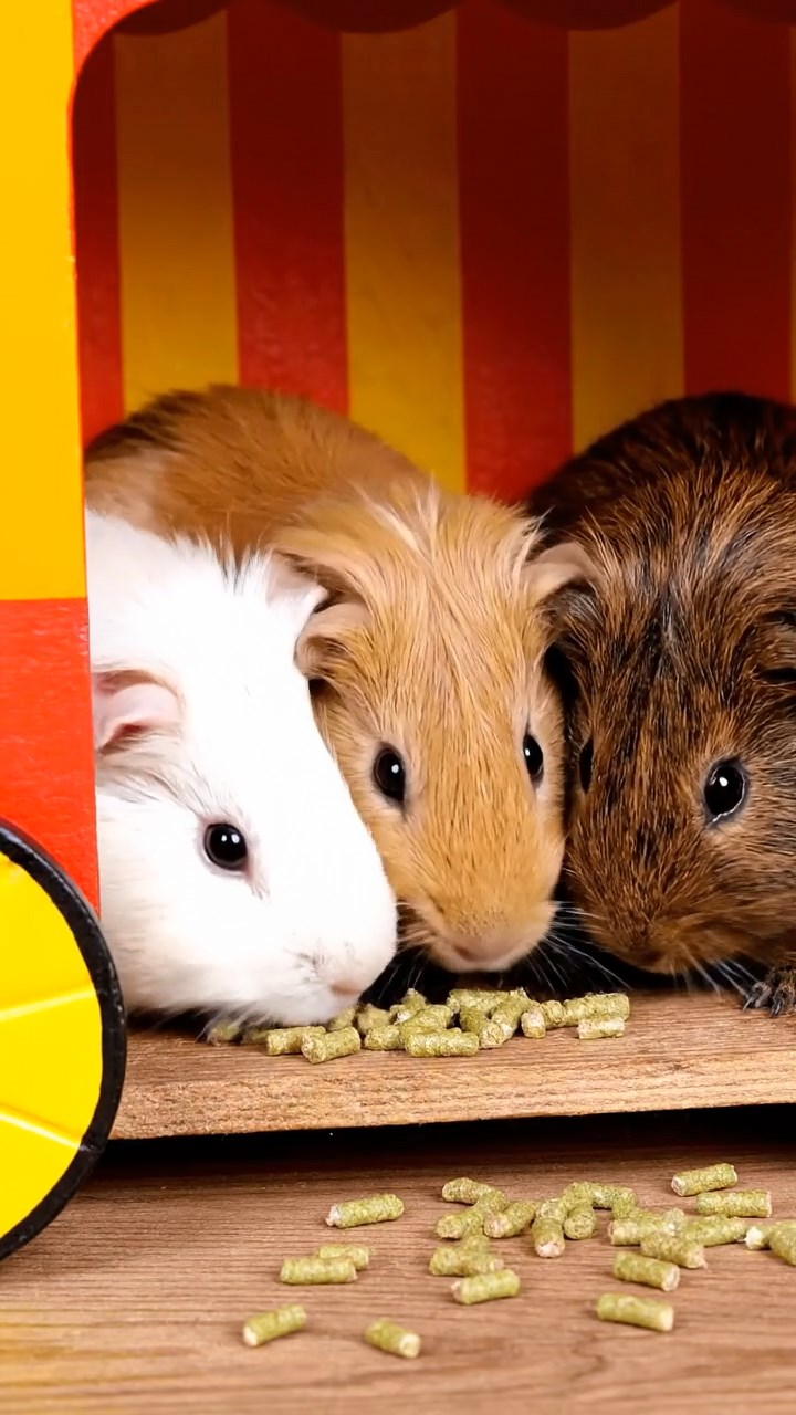 654. Photorealistic scene of 4 smooth-haired Teddy guinea pigs with Fawn, Chocolate, Cinnamon, and Sable fur, dressed as librarians in tiny glasses, shelving miniature books in a guinea pig library with hay shelves and soft lamplight, capturing a realistic, cozy moment.