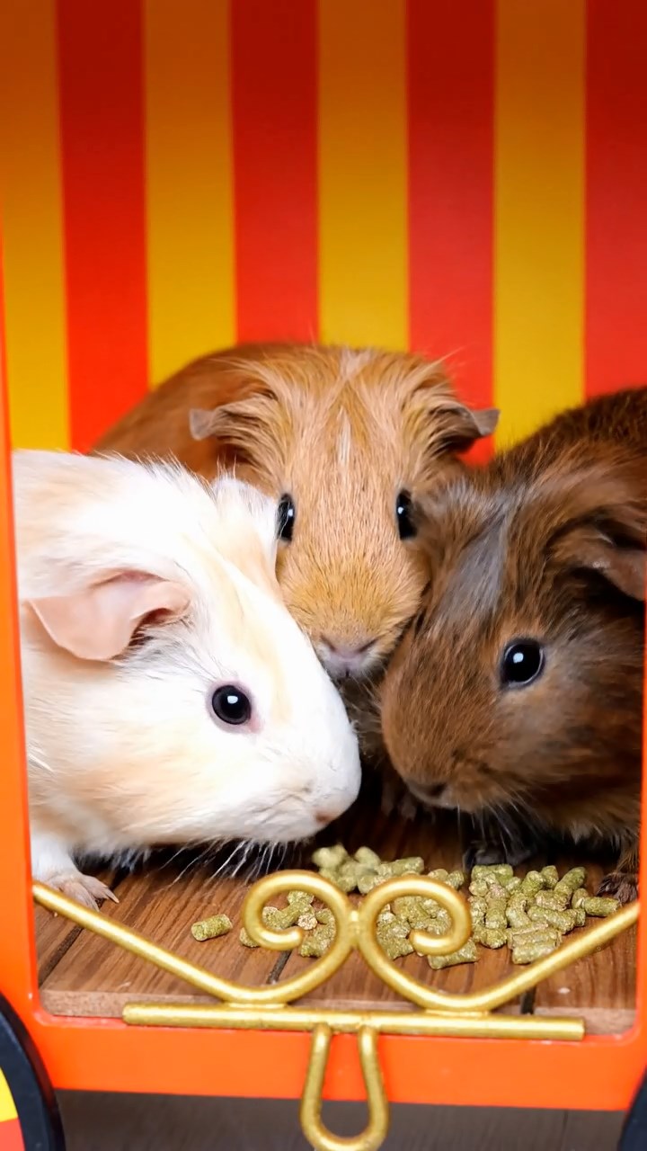 654. Photorealistic scene of 4 smooth-haired Teddy guinea pigs with Fawn, Chocolate, Cinnamon, and Sable fur, dressed as librarians in tiny glasses, shelving miniature books in a guinea pig library with hay shelves and soft lamplight, capturing a realistic, cozy moment.