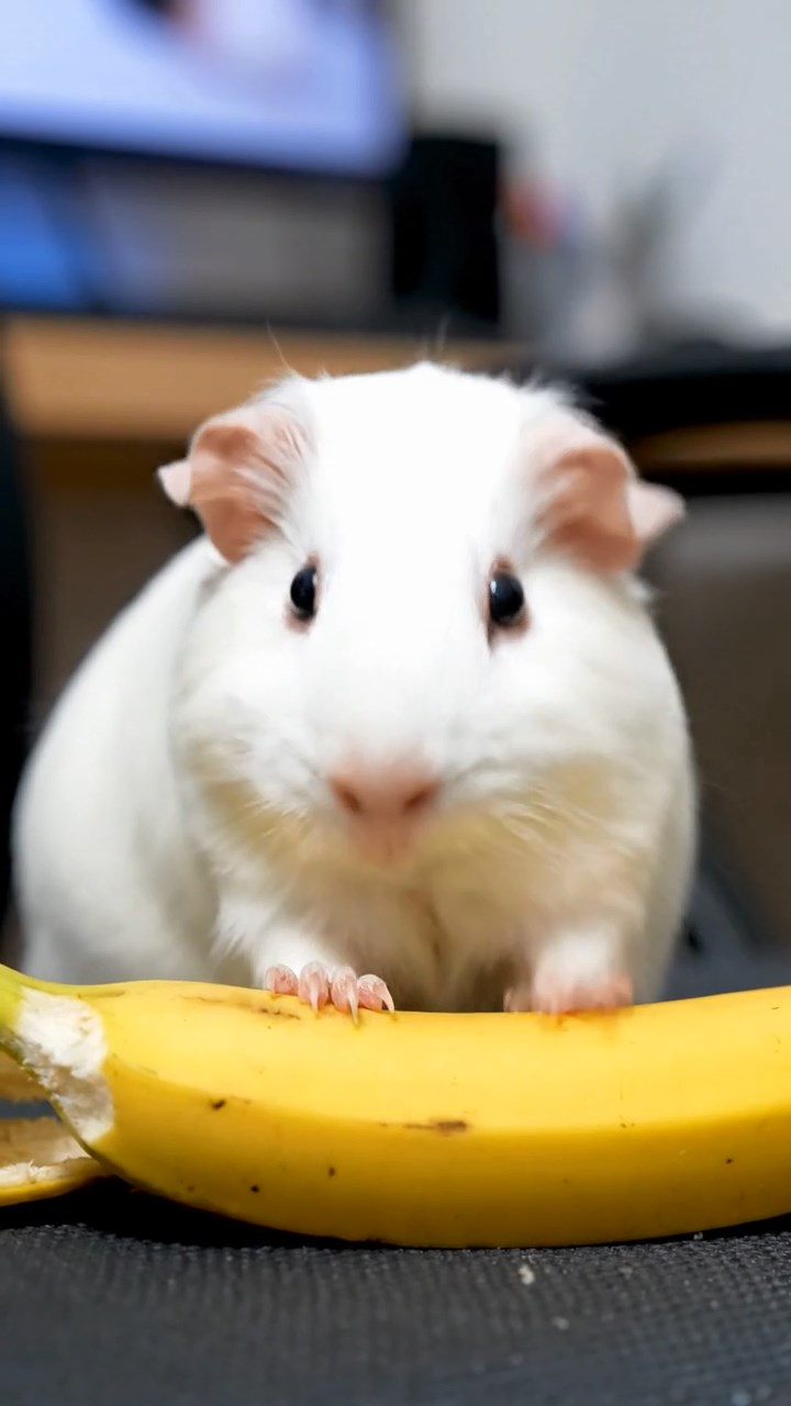 660. Realistic scene of 5 smooth-haired Californian guinea pigs with Cream, Fawn, Sable, Gray, and Cinnamon fur, sleeping in a cozy pile in a lush meadow with wildflowers and a gentle breeze, under golden sunlight, capturing a lifelike, tranquil group moment.