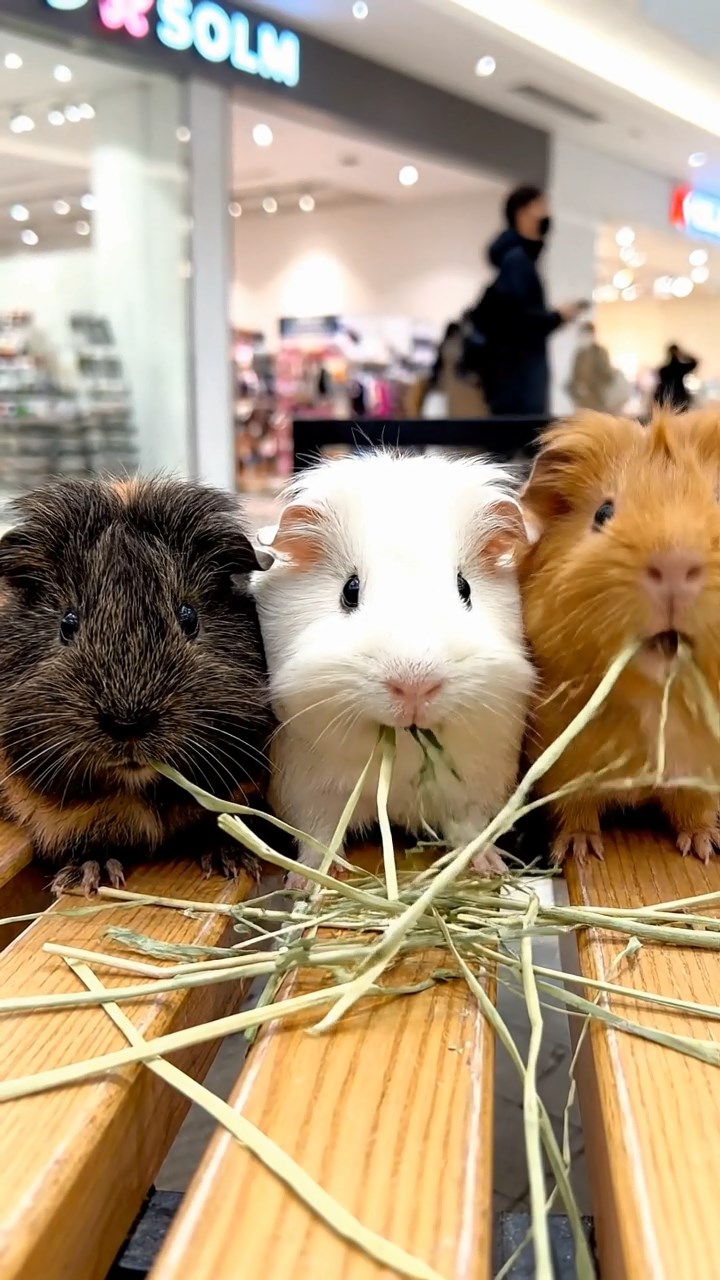 664. Realistic scene of 4 smooth-haired Californian guinea pigs with Fawn, Chocolate, Cinnamon, and Sable fur, dressed as firefighters in tiny uniforms, inspecting a miniature fire truck in a guinea pig village with hay houses, under glowing streetlights, capturing a heroic, lifelike moment.