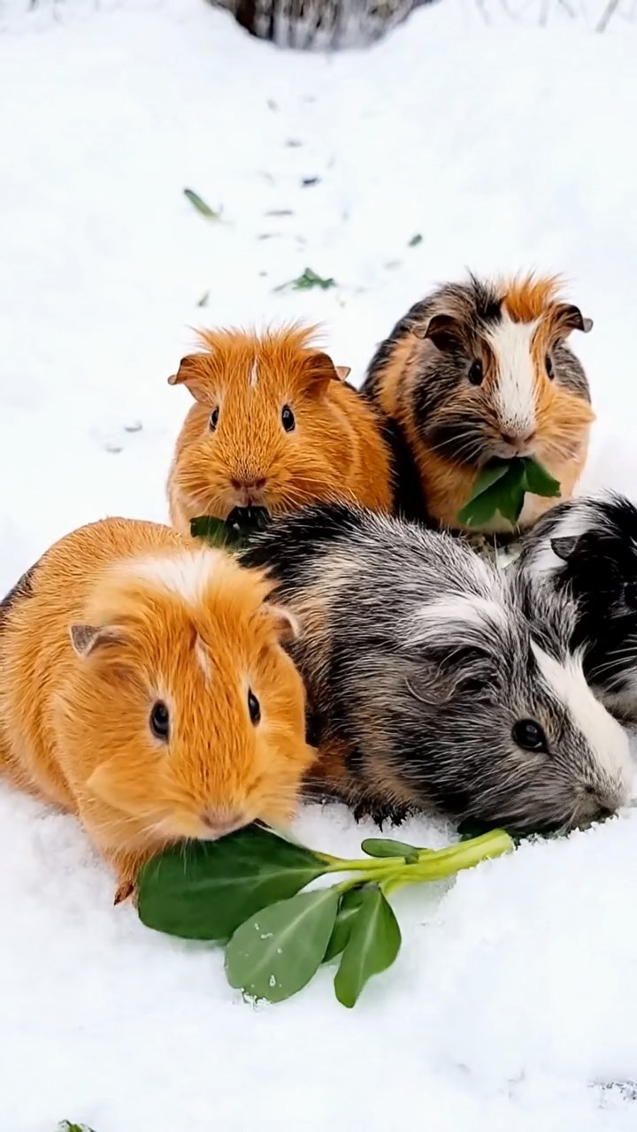 669. Detailed photo of 4 smooth-haired American guinea pigs with White, Orange, Black, and Brown fur, dressed as doctors in tiny white coats, performing check-ups in a guinea pig hospital with miniature beds and medical charts, under bright lights, creating a vivid, lifelike medical scene.