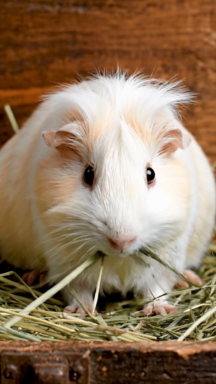 679. Highly detailed view of 4 smooth-haired Himalayan guinea pigs with White, Orange, Black, and Brown fur, dressed as writers in tiny scarves, typing poems in a guinea pig study with miniature books and hay desks, under warm lamplight, creating a vivid, realistic literary scene.