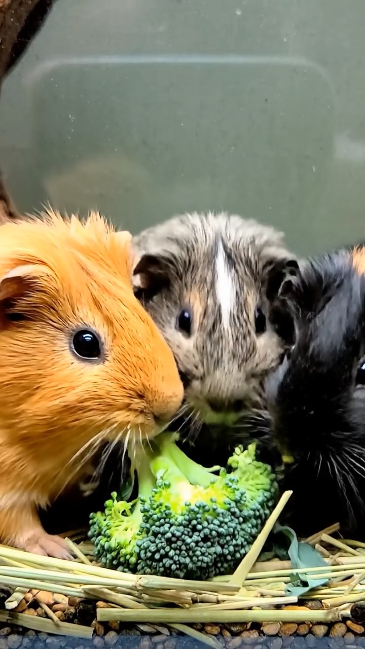 682. Photorealistic scene of 2 smooth-haired Teddy guinea pigs with Orange and Black fur, dressed as engineers in tiny helmets, building a miniature windmill in a guinea pig workshop with hay beams and tools, under bright daylight, enhancing the lifelike, industrious atmosphere.