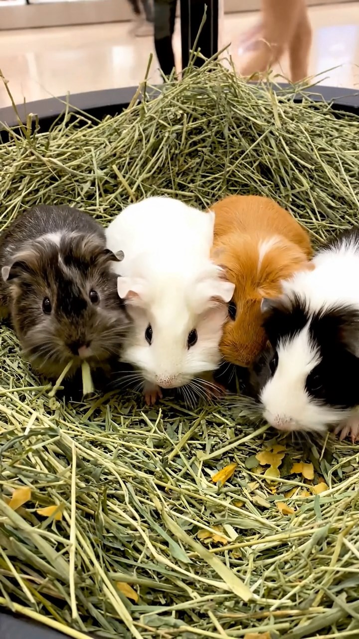 694. Photorealistic scene of 4 smooth-haired Teddy guinea pigs with Fawn, Chocolate, Cinnamon, and Sable fur, dressed as librarians in tiny glasses, cataloging miniature books in a guinea pig library with hay shelves and soft lamplight, capturing a realistic, cozy moment.
