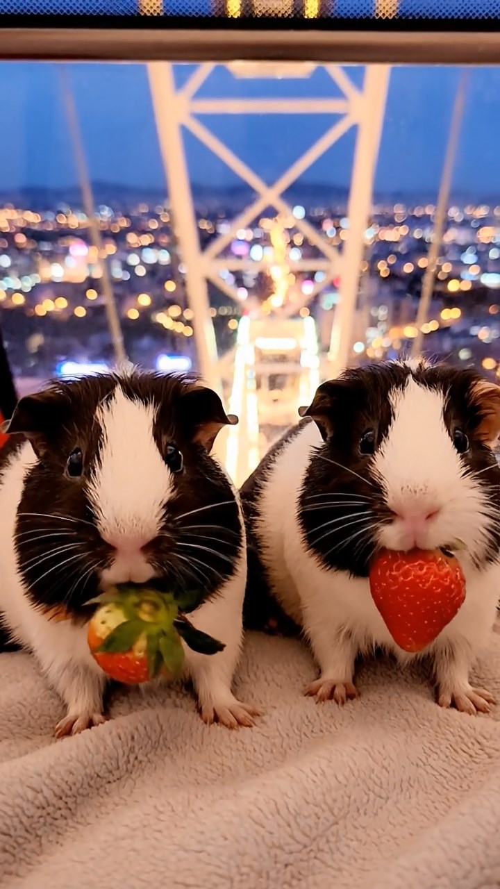743. Highly detailed view of 3 smooth-haired Himalayan guinea pigs with Gray, Cream, and Brown fur, mating in a secluded grassy clearing surrounded by tall ferns and soft moss, under gentle morning light, creating a realistic, intimate natural scene.