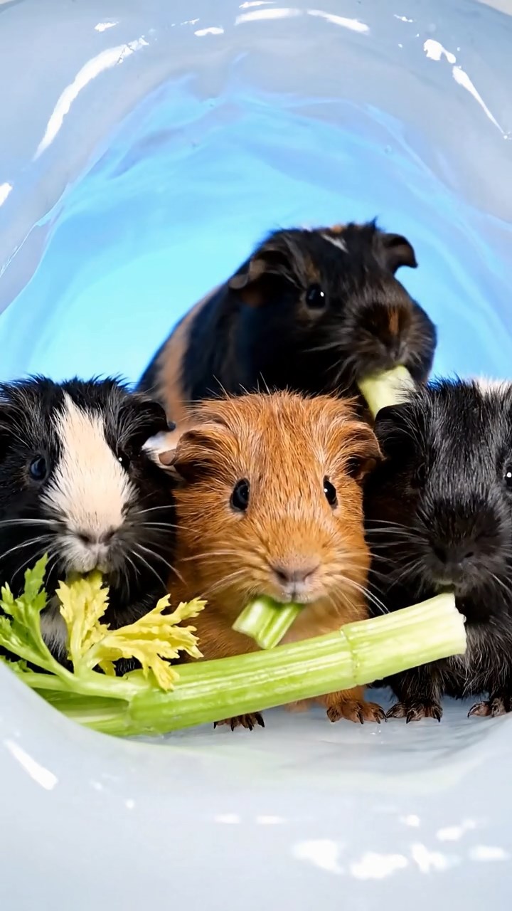 766. Photorealistic scene of 1 smooth-haired Teddy guinea pig with Cream fur, drinking from a clear stream, on a forested slope with pine needles and moss, under dappled sunlight, capturing a serene, lifelike moment of natural hydration.