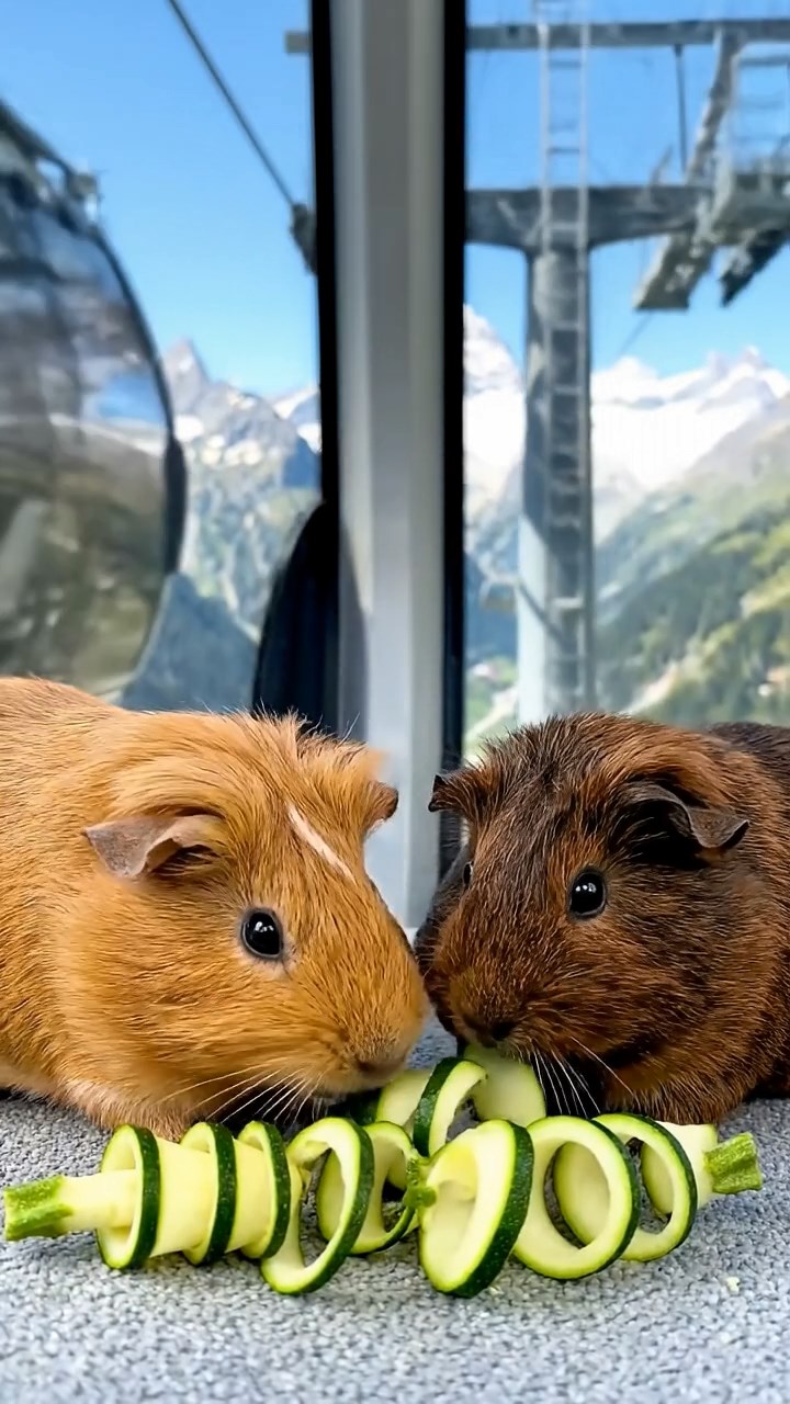 767. Highly detailed view of 2 smooth-haired Himalayan guinea pigs with Fawn and Sable fur, dressed as musicians in tiny vests, playing miniature flutes in a guinea pig concert hall with hay seats and velvet curtains, under warm spotlights, creating a realistic, elegant scene.