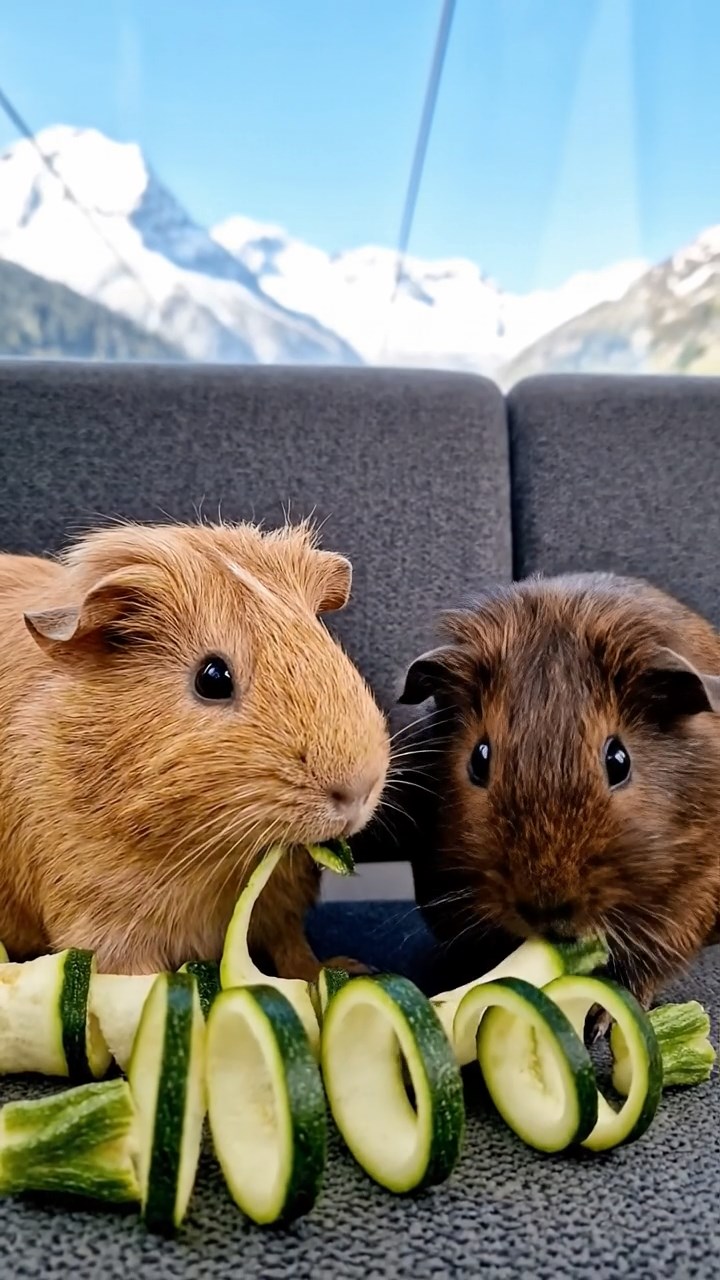 767. Highly detailed view of 2 smooth-haired Himalayan guinea pigs with Fawn and Sable fur, dressed as musicians in tiny vests, playing miniature flutes in a guinea pig concert hall with hay seats and velvet curtains, under warm spotlights, creating a realistic, elegant scene.