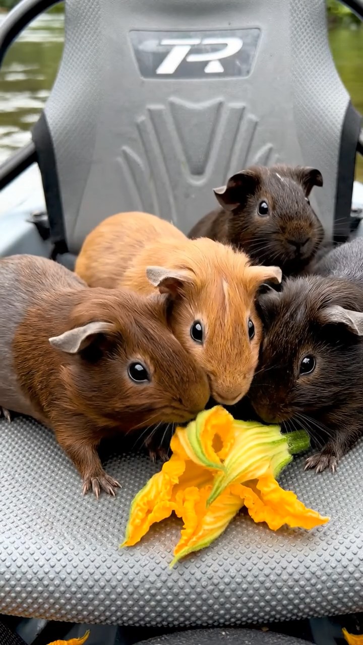 797. Detailed photo of 2 smooth-haired American guinea pigs with Fawn and Sable fur, dressed as bakers in tiny aprons, baking bread in a guinea pig bakery with hay ovens and wooden counters, under soft lamplight, creating a realistic, cozy culinary scene.