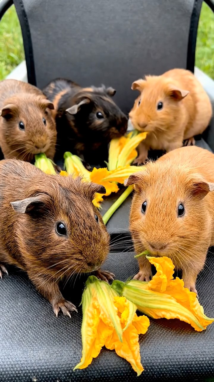 797. Detailed photo of 2 smooth-haired American guinea pigs with Fawn and Sable fur, dressed as bakers in tiny aprons, baking bread in a guinea pig bakery with hay ovens and wooden counters, under soft lamplight, creating a realistic, cozy culinary scene.