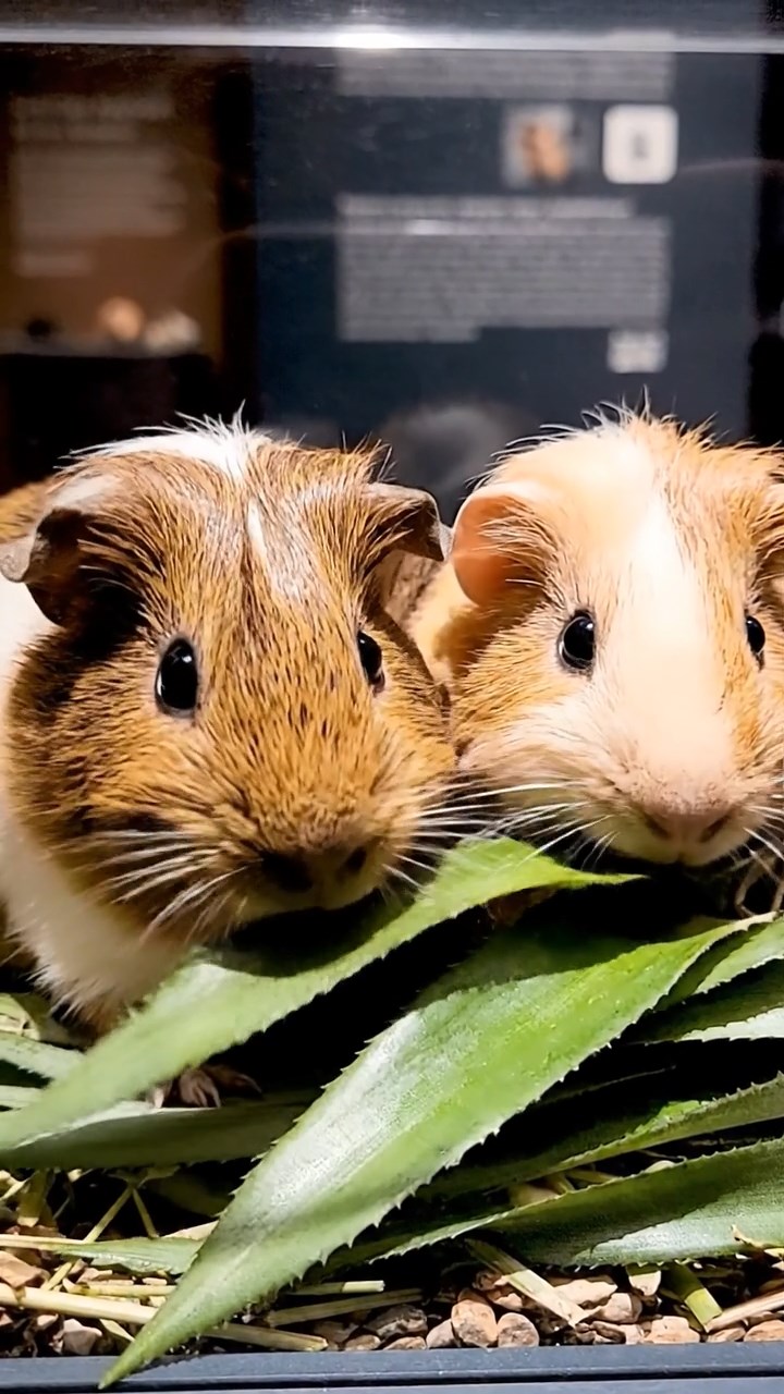 800. Realistic scene of 5 smooth-haired Californian guinea pigs with Cream, Fawn, Sable, Gray, and Cinnamon fur, sleeping in a cozy pile in a lush meadow with wildflowers and a gentle breeze, under golden sunlight, capturing a lifelike, tranquil group moment.