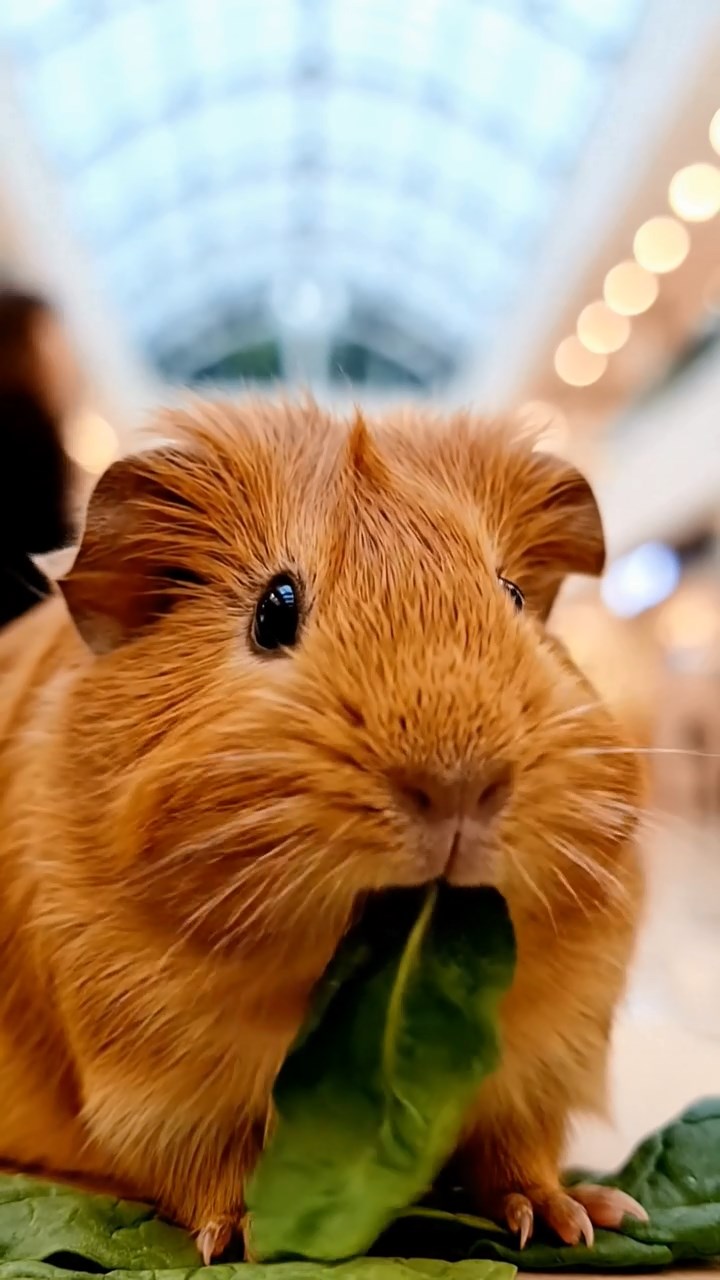 804. Realistic scene of 4 smooth-haired Californian guinea pigs with Fawn, Chocolate, Cinnamon, and Sable fur, dressed as teachers in tiny glasses, instructing students in a guinea pig classroom with miniature desks and hay blackboards, under warm lamplight, enhancing the lifelike, educational atmosphere.