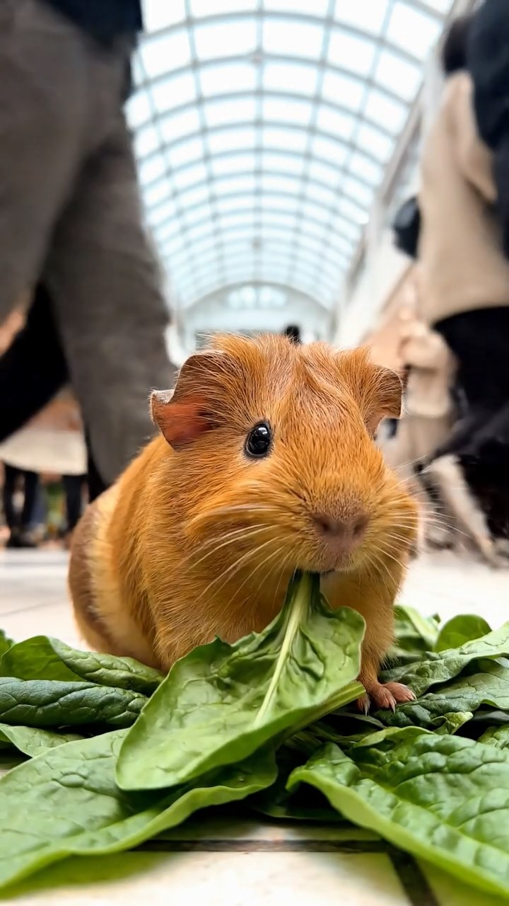 804. Realistic scene of 4 smooth-haired Californian guinea pigs with Fawn, Chocolate, Cinnamon, and Sable fur, dressed as teachers in tiny glasses, instructing students in a guinea pig classroom with miniature desks and hay blackboards, under warm lamplight, enhancing the lifelike, educational atmosphere.