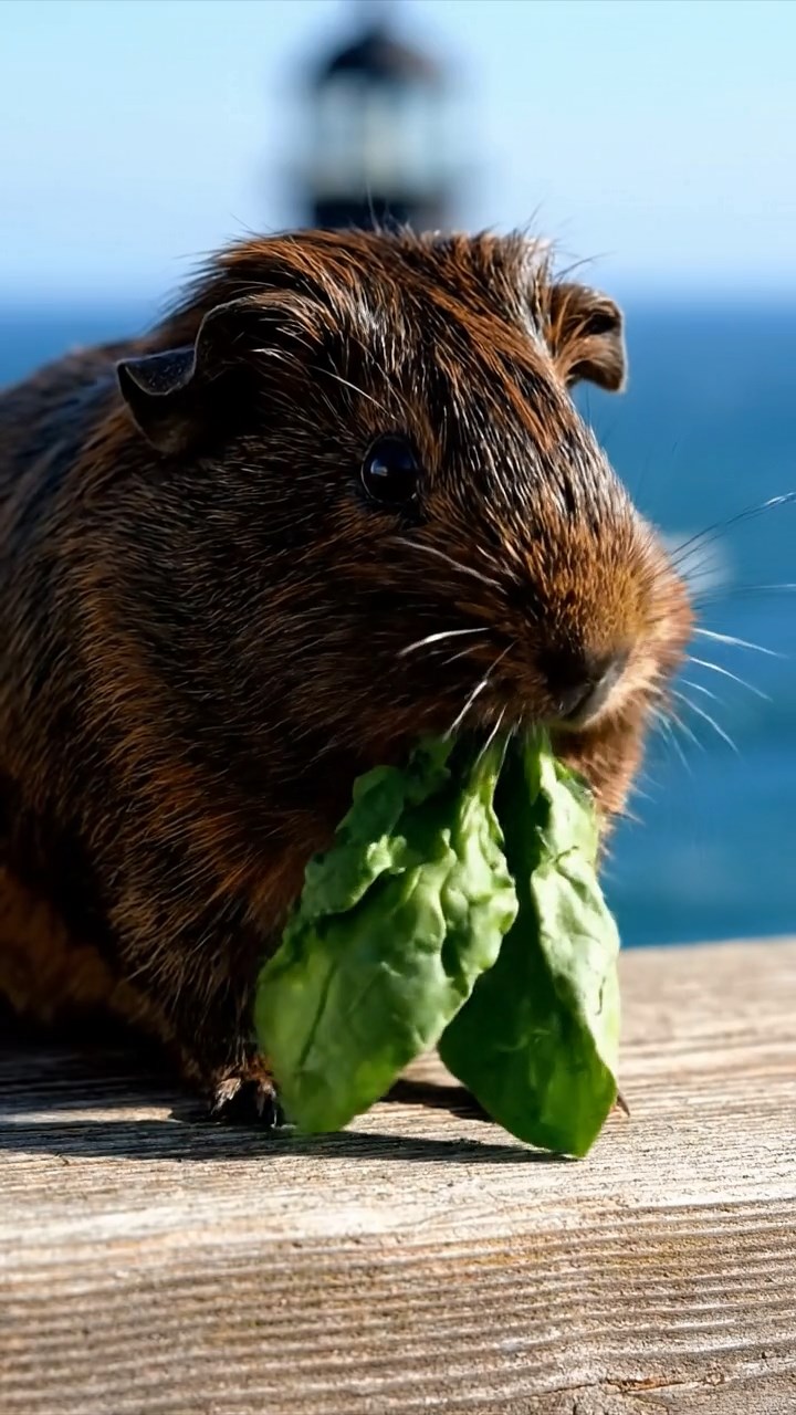 851. Highly detailed view of 1 smooth-haired Himalayan guinea pig with White fur, munching on bell peppers, in a vibrant vegetable garden with rows of tomatoes and lettuce, under bright sunlight, creating a realistic, colorful rural scene.