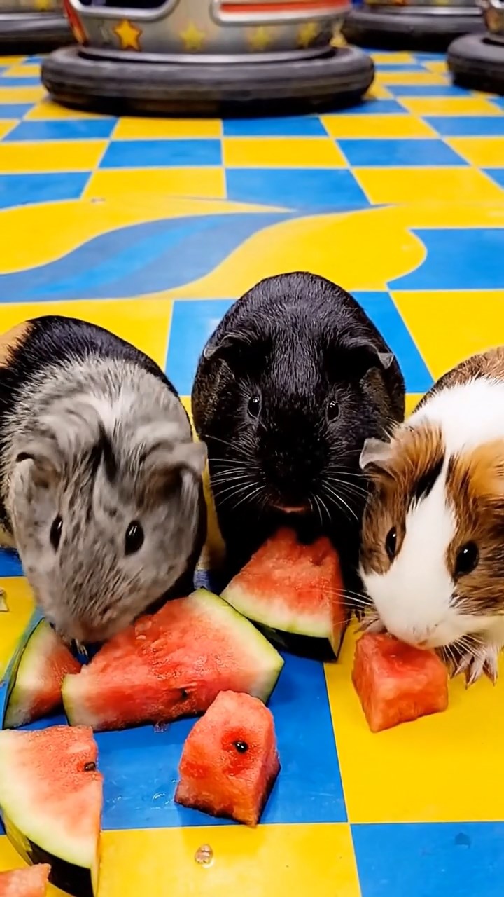 1087. Photorealistic image of 3 smooth-haired Rex guinea pigs featuring black, brown, and cream coats, sharing carrot sticks, on a modern rooftop infinity pool deck.