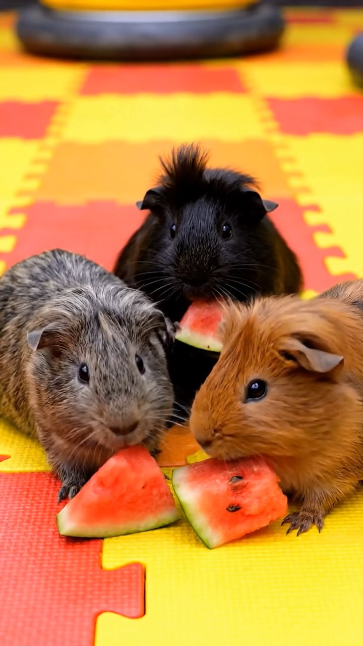 1087. Photorealistic image of 3 smooth-haired Rex guinea pigs featuring black, brown, and cream coats, sharing carrot sticks, on a modern rooftop infinity pool deck.