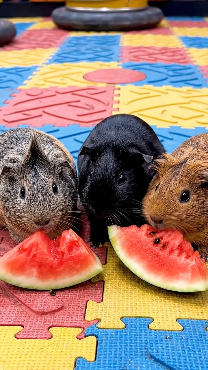 1088. Realistic depiction of 1 smooth-haired Coronet guinea pig with fawn fur, munching on celery ribs, inside a walkthrough shark aquarium tunnel with predators circling.