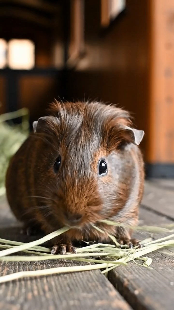 1093. Photorealistic scene of 1 smooth-haired Peruvian guinea pig with cinnamon fur, munching on cucumber rounds, on the throne in a lavish Renaissance castle hall.