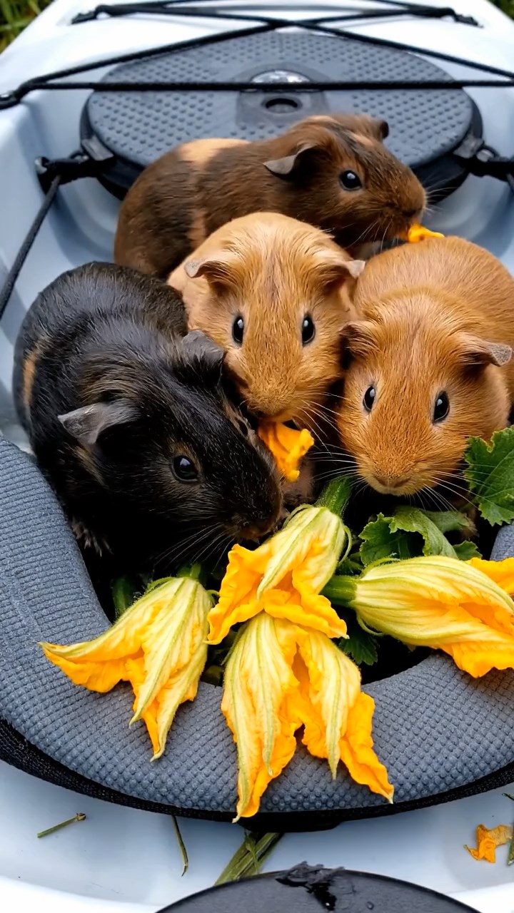 1103. Photorealistic scene of 4 smooth-haired Peruvian guinea pigs with cream, fawn, and chocolate fur, eating dried timothy hay, inside a sunken shipwreck with barnacles and schools of fish swimming through portholes.