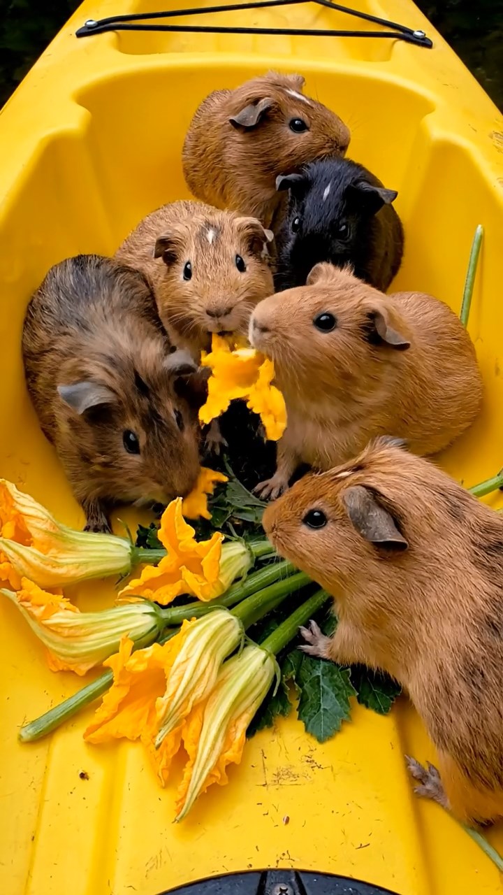 1103. Photorealistic scene of 4 smooth-haired Peruvian guinea pigs with cream, fawn, and chocolate fur, eating dried timothy hay, inside a sunken shipwreck with barnacles and schools of fish swimming through portholes.