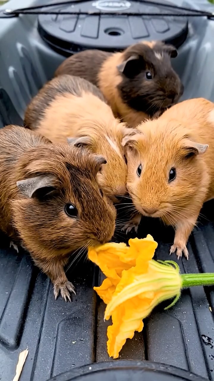 1104. Realistic depiction of 1 smooth-haired Silkie guinea pig with cinnamon fur, chewing on spinach leaves, in a futuristic sci-fi city plaza with holographic ads and flying drones overhead.