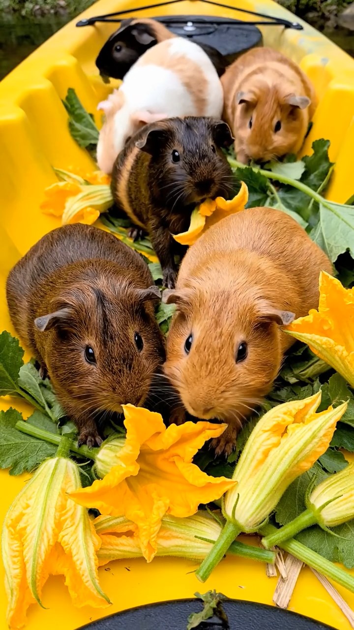 1104. Realistic depiction of 1 smooth-haired Silkie guinea pig with cinnamon fur, chewing on spinach leaves, in a futuristic sci-fi city plaza with holographic ads and flying drones overhead.