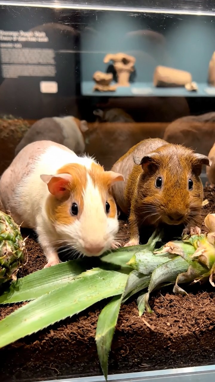 1107. Realistic image of 3 smooth-haired Rex guinea pigs featuring brown, cream, and fawn coats, munching on carrot sticks, in a zero-gravity space shuttle cabin with floating tools and earth view.