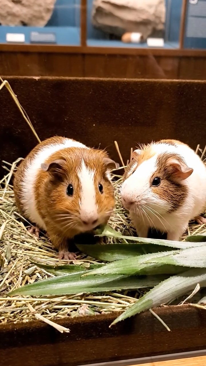 1107. Realistic image of 3 smooth-haired Rex guinea pigs featuring brown, cream, and fawn coats, munching on carrot sticks, in a zero-gravity space shuttle cabin with floating tools and earth view.