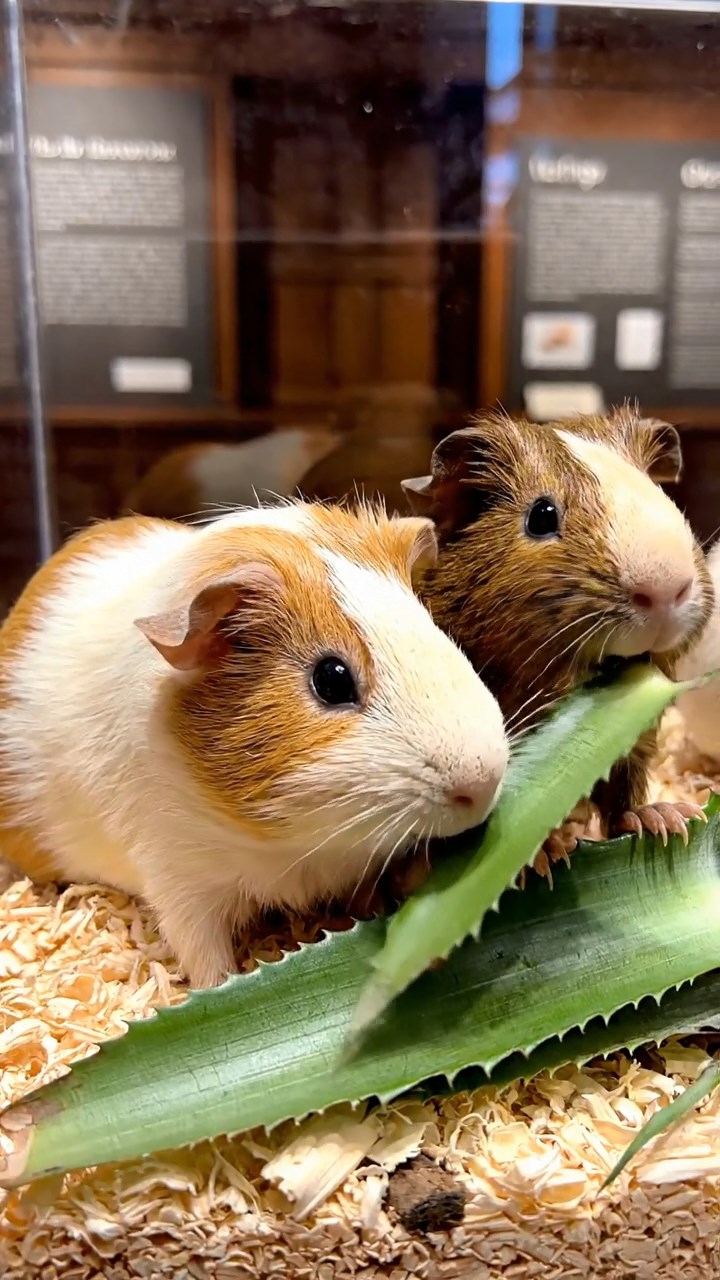 1107. Realistic image of 3 smooth-haired Rex guinea pigs featuring brown, cream, and fawn coats, munching on carrot sticks, in a zero-gravity space shuttle cabin with floating tools and earth view.