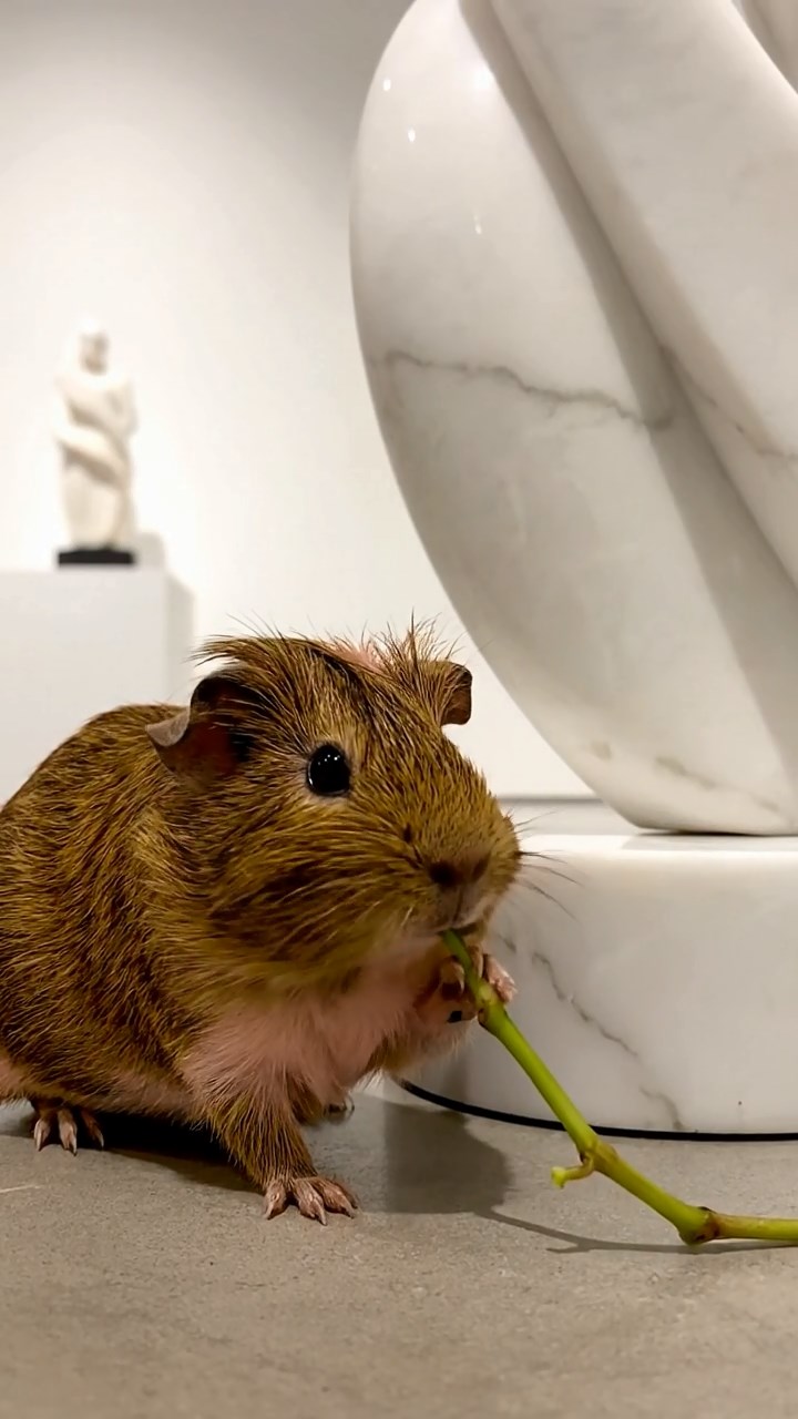 970. Photorealistic scene of 5 smooth-haired Teddy guinea pigs with Cream, Fawn, Sable, Gray, and Cinnamon fur, play-fighting playfully, in a grassy clearing, under gentle morning light, capturing a realistic moment.