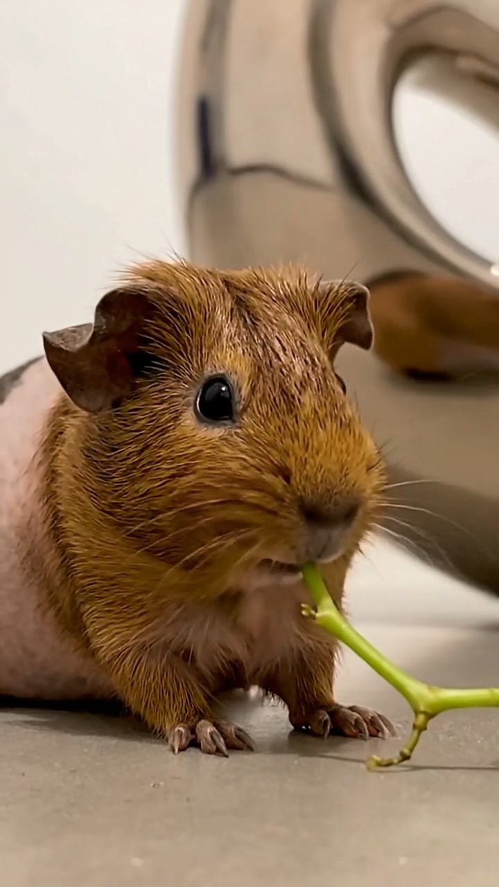970. Photorealistic scene of 5 smooth-haired Teddy guinea pigs with Cream, Fawn, Sable, Gray, and Cinnamon fur, play-fighting playfully, in a grassy clearing, under gentle morning light, capturing a realistic moment.