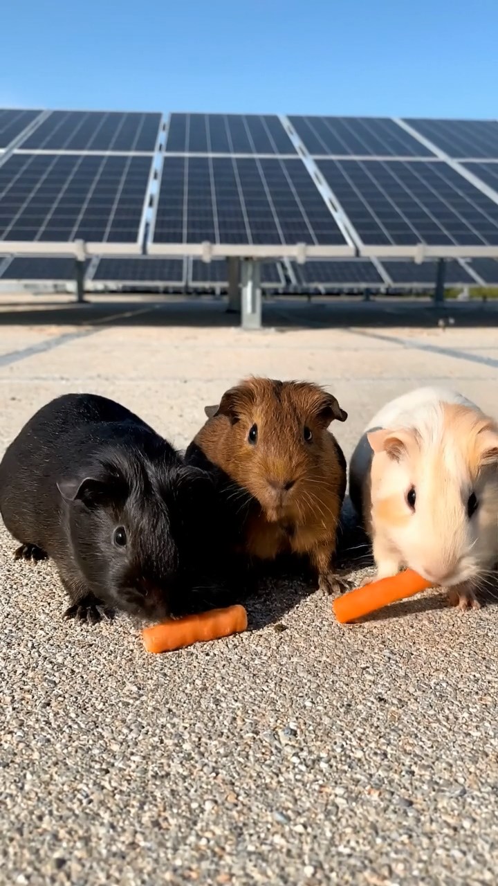 987. Highly detailed view of 2 smooth-haired Himalayan guinea pigs with Fawn and Sable fur, dressed as musicians, strumming guitars, in a guinea pig concert hall, under warm spotlights, creating an elegant scene.