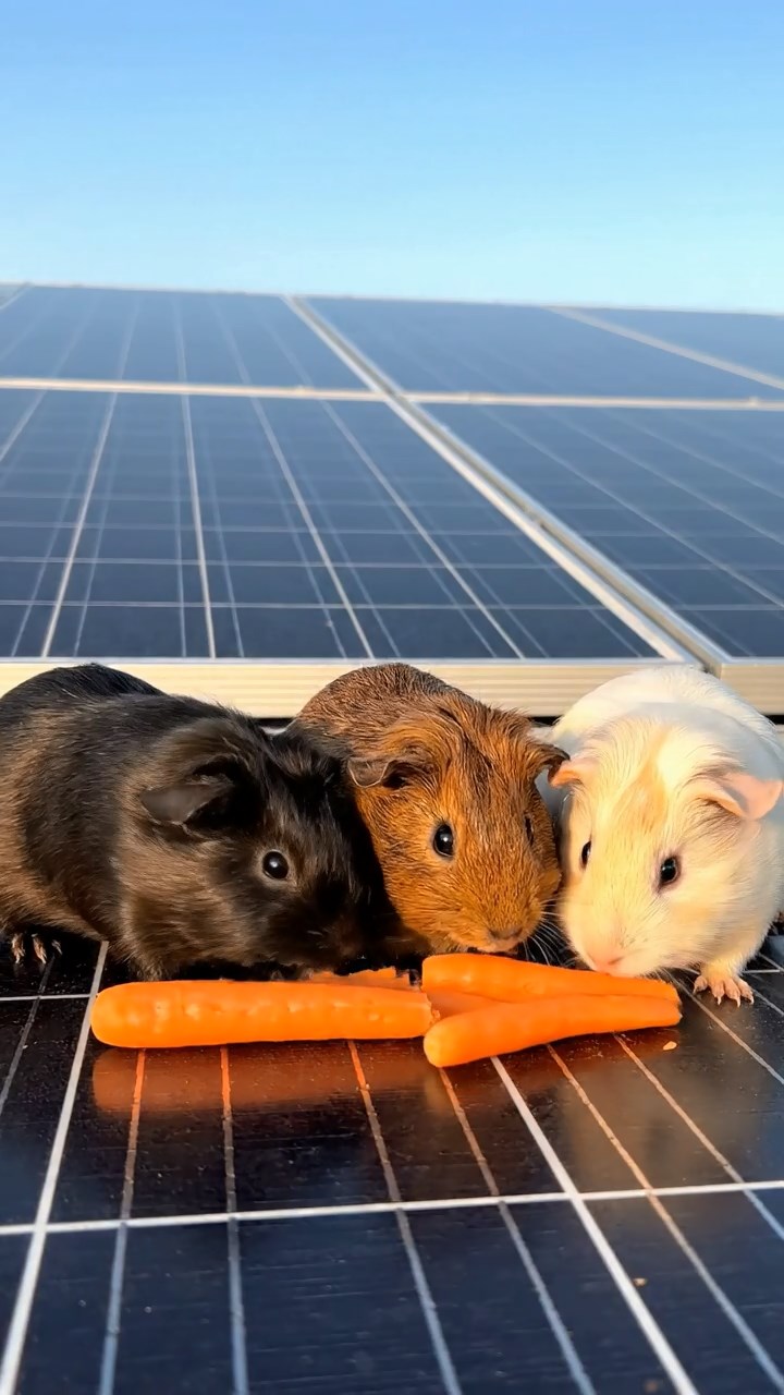 987. Highly detailed view of 2 smooth-haired Himalayan guinea pigs with Fawn and Sable fur, dressed as musicians, strumming guitars, in a guinea pig concert hall, under warm spotlights, creating an elegant scene.