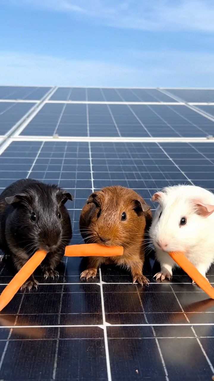 987. Highly detailed view of 2 smooth-haired Himalayan guinea pigs with Fawn and Sable fur, dressed as musicians, strumming guitars, in a guinea pig concert hall, under warm spotlights, creating an elegant scene.
