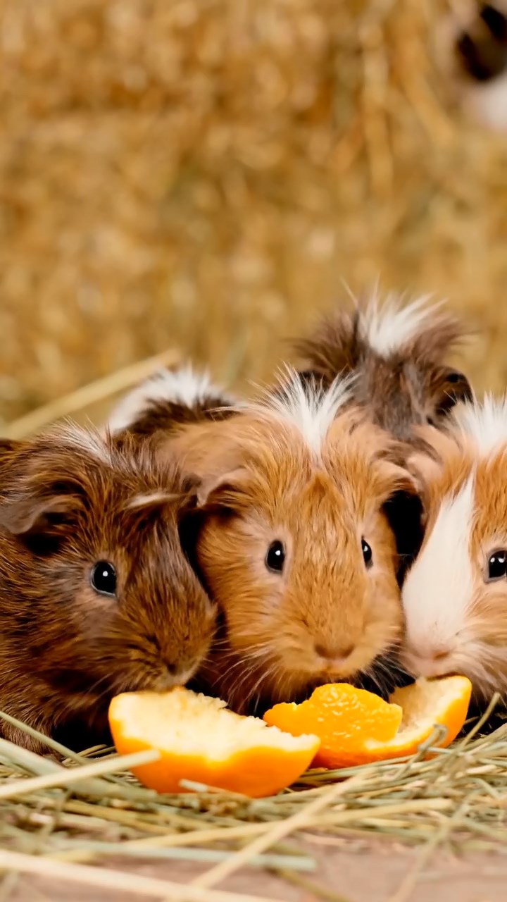 989. Detailed photo of 4 smooth-haired American guinea pigs with White, Orange, Black, and Brown fur, dressed as doctors, checking charts, in a guinea pig hospital, under bright lights, creating a vivid scene.