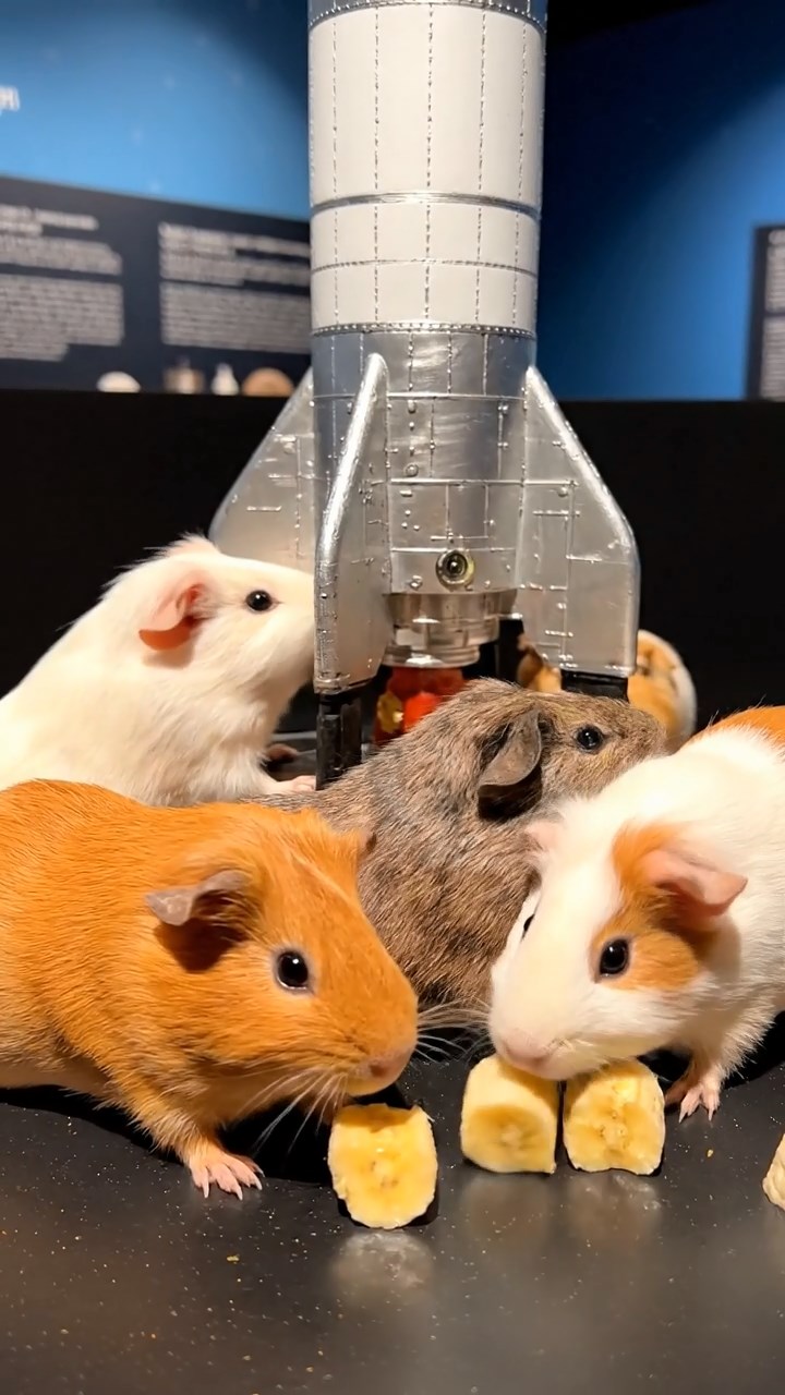 990. Photorealistic scene of 5 smooth-haired Teddy guinea pigs with Cream, Fawn, Sable, Gray, and Cinnamon fur, play-fighting, in a grassy clearing, under gentle morning light, capturing a playful moment.