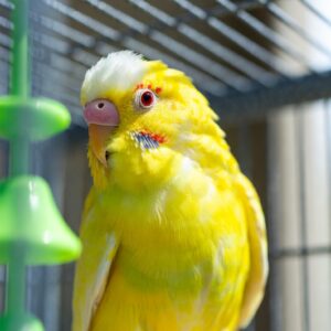 Chim vẹt yến phụng - vẹt vàng lutino